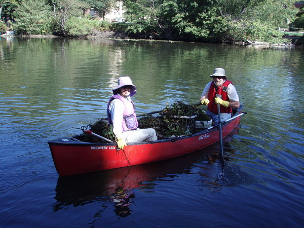Volunteers remove water chestnut
