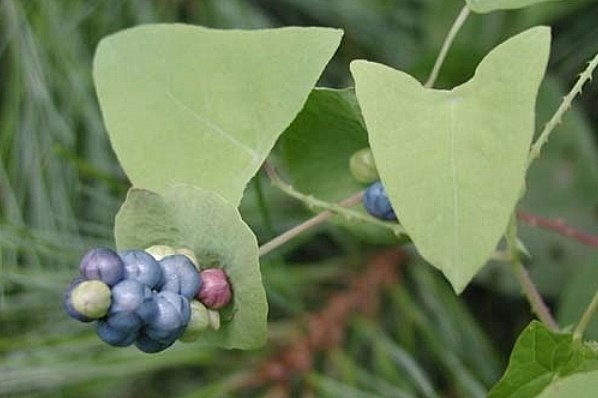 MAM_bugwood_5273091_fruit-720745